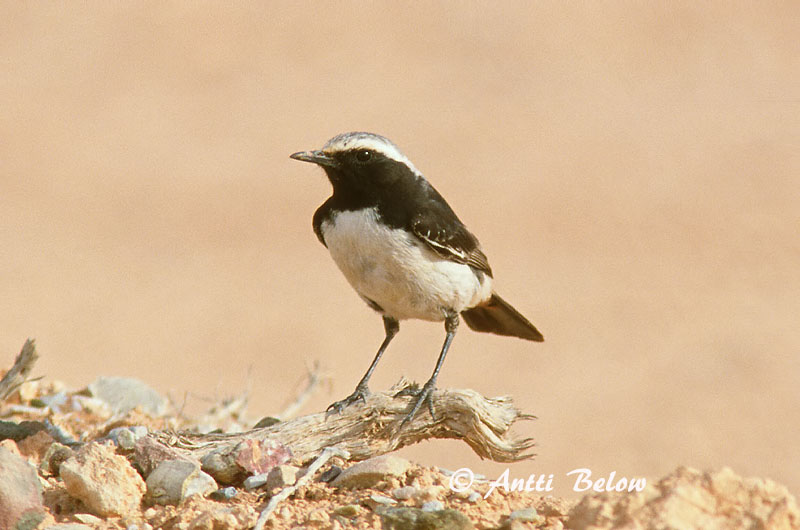 Avainsanat: Còlit de carpó roig Roodstuittapuit Red-rumped Wheatear Traquet à tête grise Fahlbürzel-Steinschmätzer Monachella testagrigia Berbersteinskvett Oenanthe moesta Collalba de Tristram Berberstenskvätta Laulutasku