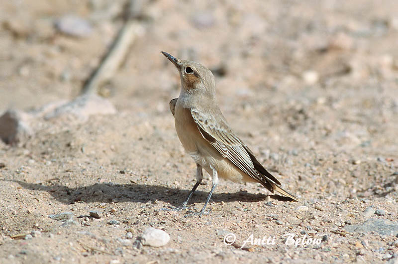 Avainsanat: Monnikstapuit Hooded Wheatear Traquet à capuchon Kappensteinschmätzer Monachella monaca Munkesteinskvett Oenanthe monacha Collalba Pechinegra Munkstenskvätta Hupputasku