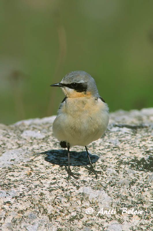 Avainsanat: Còlit gris Stenpikker Tapuit Northern Wheatear Kivitäks Kivitasku Traquet motteux Steinschmätzer Hantmadár Steindepill Culbianco Steinskvett Chasco-cinzento Oenanthe oenanthe Collalba Gris Stenskvätta
