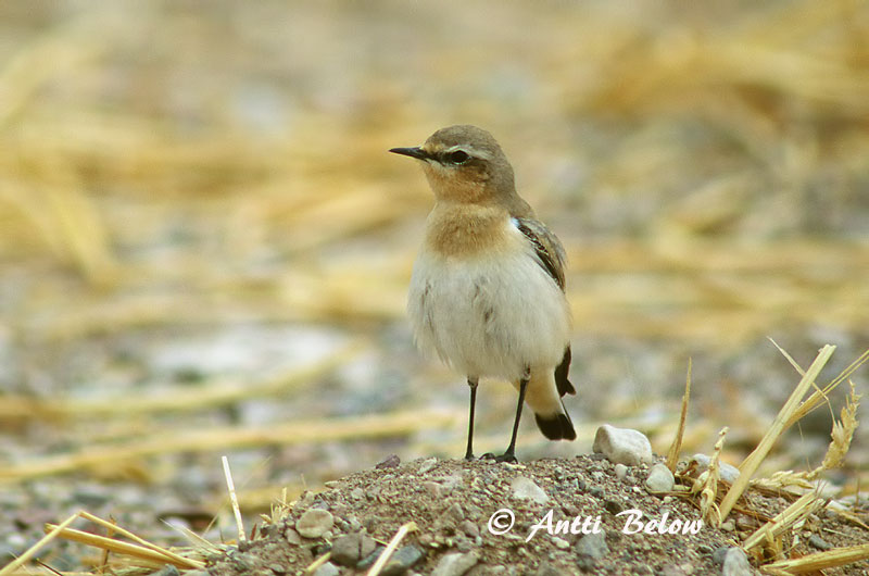 Avainsanat: Còlit gris Stenpikker Tapuit Northern Wheatear Kivitäks Kivitasku Traquet motteux Steinschmätzer Hantmadár Steindepill Culbianco Steinskvett Chasco-cinzento Oenanthe oenanthe Collalba Gris Stenskvätta