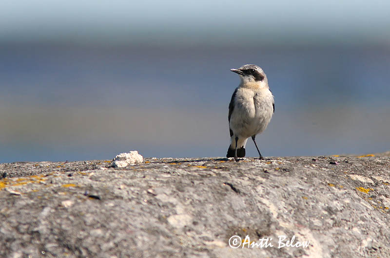 Avainsanat: Còlit gris Stenpikker Tapuit Northern Wheatear Kivitäks Kivitasku Traquet motteux Steinschmätzer Hantmadár Steindepill Culbianco Steinskvett Chasco-cinzento Oenanthe oenanthe Collalba Gris Stenskvätta