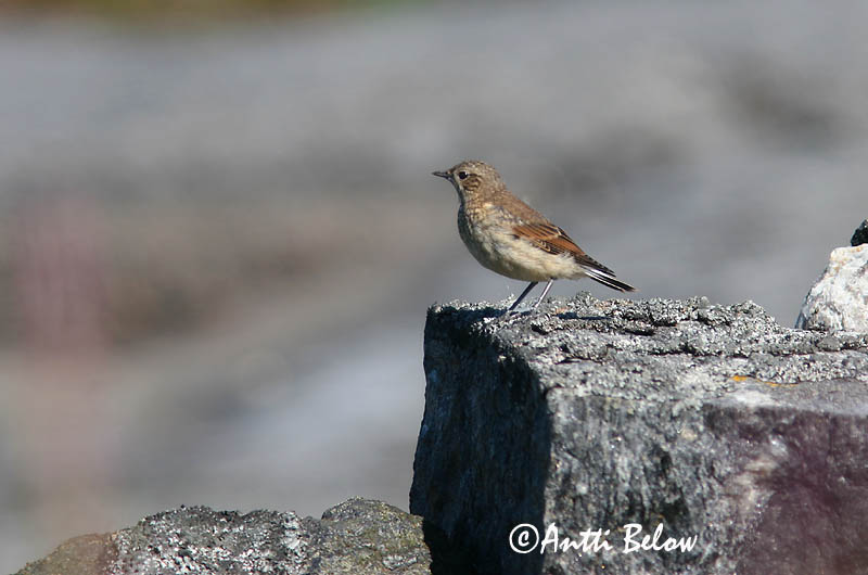 Avainsanat: Còlit gris Stenpikker Tapuit Northern Wheatear Kivitäks Kivitasku Traquet motteux Steinschmätzer Hantmadár Steindepill Culbianco Steinskvett Chasco-cinzento Oenanthe oenanthe Collalba Gris Stenskvätta