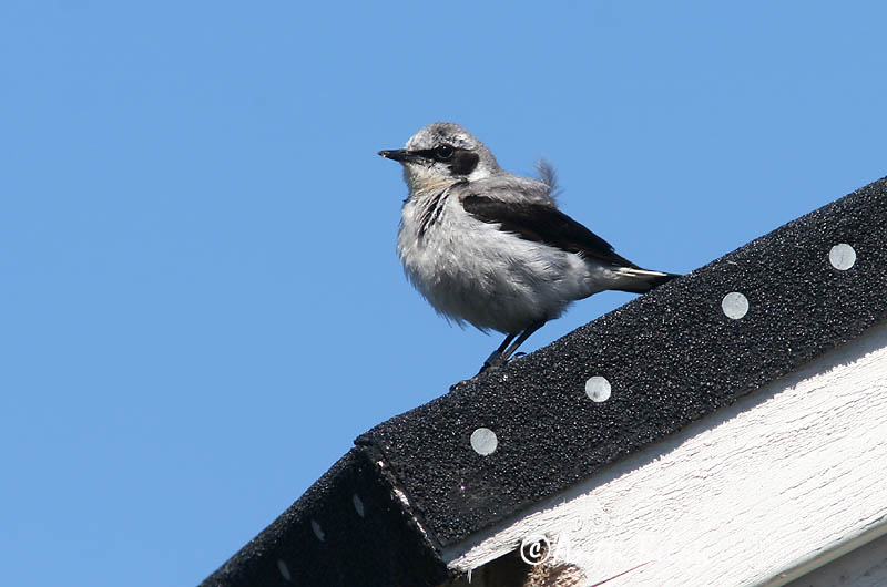 Avainsanat: Còlit gris Stenpikker Tapuit Northern Wheatear Kivitäks Kivitasku Traquet motteux Steinschmätzer Hantmadár Steindepill Culbianco Steinskvett Chasco-cinzento Oenanthe oenanthe Collalba Gris Stenskvätta