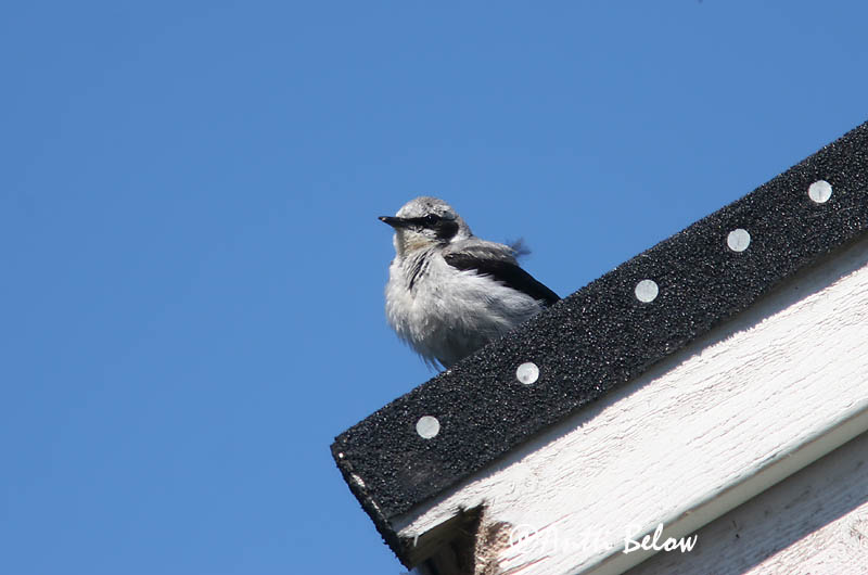 Avainsanat: Còlit gris Stenpikker Tapuit Northern Wheatear Kivitäks Kivitasku Traquet motteux Steinschmätzer Hantmadár Steindepill Culbianco Steinskvett Chasco-cinzento Oenanthe oenanthe Collalba Gris Stenskvätta