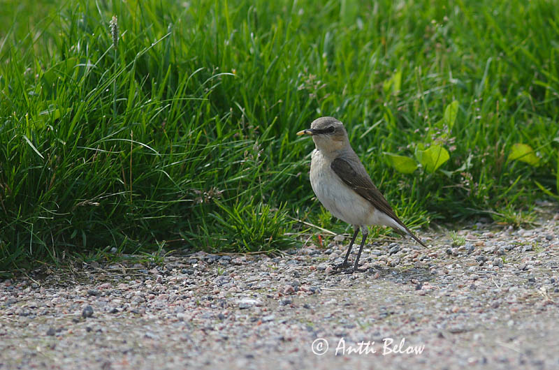 Avainsanat: Còlit gris Stenpikker Tapuit Northern Wheatear Kivitäks Kivitasku Traquet motteux Steinschmätzer Hantmadár Steindepill Culbianco Steinskvett Chasco-cinzento Oenanthe oenanthe Collalba Gris Stenskvätta