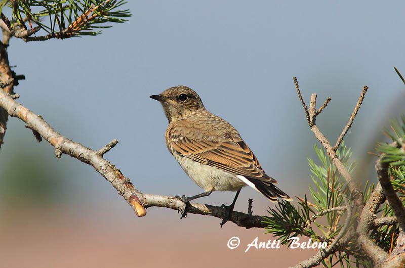 Avainsanat: Còlit gris Stenpikker Tapuit Northern Wheatear Kivitäks Kivitasku Traquet motteux Steinschmätzer Hantmadár Steindepill Culbianco Steinskvett Chasco-cinzento Oenanthe oenanthe Collalba Gris Stenskvätta