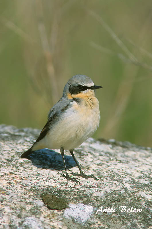 Avainsanat: Còlit gris Stenpikker Tapuit Northern Wheatear Kivitäks Kivitasku Traquet motteux Steinschmätzer Hantmadár Steindepill Culbianco Steinskvett Chasco-cinzento Oenanthe oenanthe Collalba Gris Stenskvätta