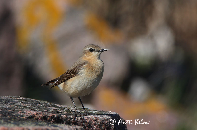 Avainsanat: Còlit gris Stenpikker Tapuit Northern Wheatear Kivitäks Kivitasku Traquet motteux Steinschmätzer Hantmadár Steindepill Culbianco Steinskvett Chasco-cinzento Oenanthe oenanthe Collalba Gris Stenskvätta