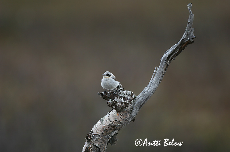 Avainsanat: Còlit gris Stenpikker Tapuit Northern Wheatear Kivitäks Kivitasku Traquet motteux Steinschmätzer Hantmadár Steindepill Culbianco Steinskvett Chasco-cinzento Oenanthe oenanthe Collalba Gris Stenskvätta