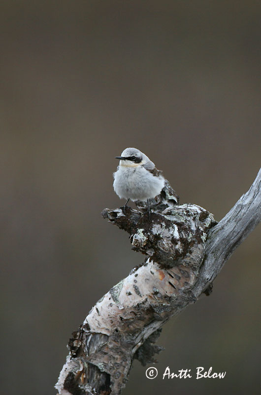 Avainsanat: Còlit gris Stenpikker Tapuit Northern Wheatear Kivitäks Kivitasku Traquet motteux Steinschmätzer Hantmadár Steindepill Culbianco Steinskvett Chasco-cinzento Oenanthe oenanthe Collalba Gris Stenskvätta