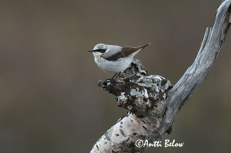 Avainsanat: Còlit gris Stenpikker Tapuit Northern Wheatear Kivitäks Kivitasku Traquet motteux Steinschmätzer Hantmadár Steindepill Culbianco Steinskvett Chasco-cinzento Oenanthe oenanthe Collalba Gris Stenskvätta