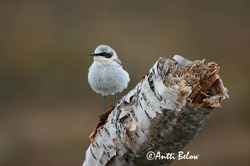 Avainsanat: Còlit gris Stenpikker Tapuit Northern Wheatear Kivitäks Kivitasku Traquet motteux Steinschmätzer Hantmadár Steindepill Culbianco Steinskvett Chasco-cinzento Oenanthe oenanthe Collalba Gris Stenskvätta