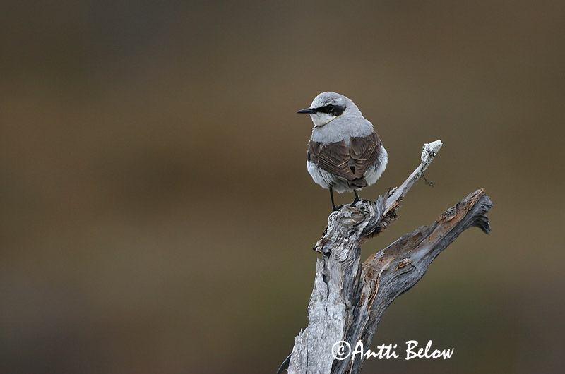 Avainsanat: Còlit gris Stenpikker Tapuit Northern Wheatear Kivitäks Kivitasku Traquet motteux Steinschmätzer Hantmadár Steindepill Culbianco Steinskvett Chasco-cinzento Oenanthe oenanthe Collalba Gris Stenskvätta
