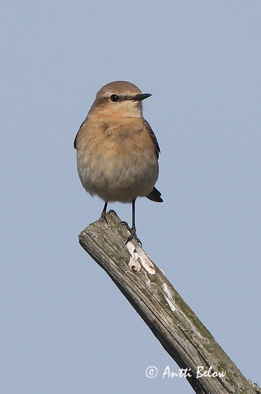 Avainsanat: Còlit gris Stenpikker Tapuit Northern Wheatear Kivitäks Kivitasku Traquet motteux Steinschmätzer Hantmadár Steindepill Culbianco Steinskvett Chasco-cinzento Oenanthe oenanthe Collalba Gris Stenskvätta