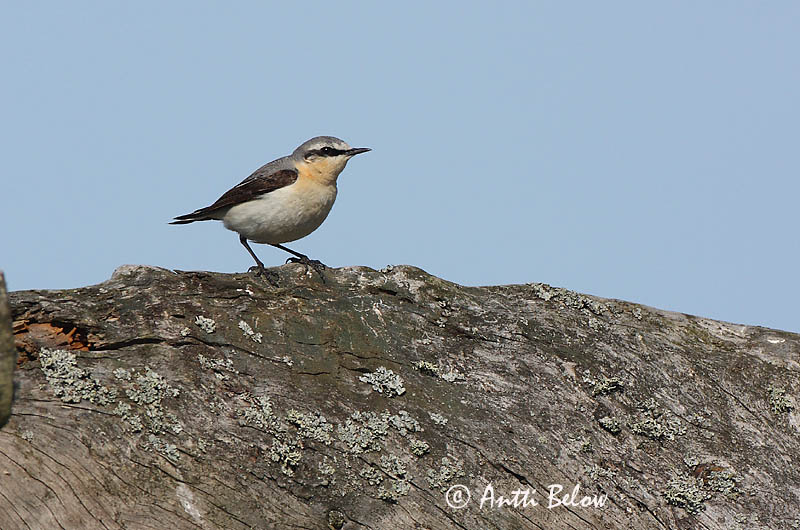 Avainsanat: Còlit gris Stenpikker Tapuit Northern Wheatear Kivitäks Kivitasku Traquet motteux Steinschmätzer Hantmadár Steindepill Culbianco Steinskvett Chasco-cinzento Oenanthe oenanthe Collalba Gris Stenskvätta