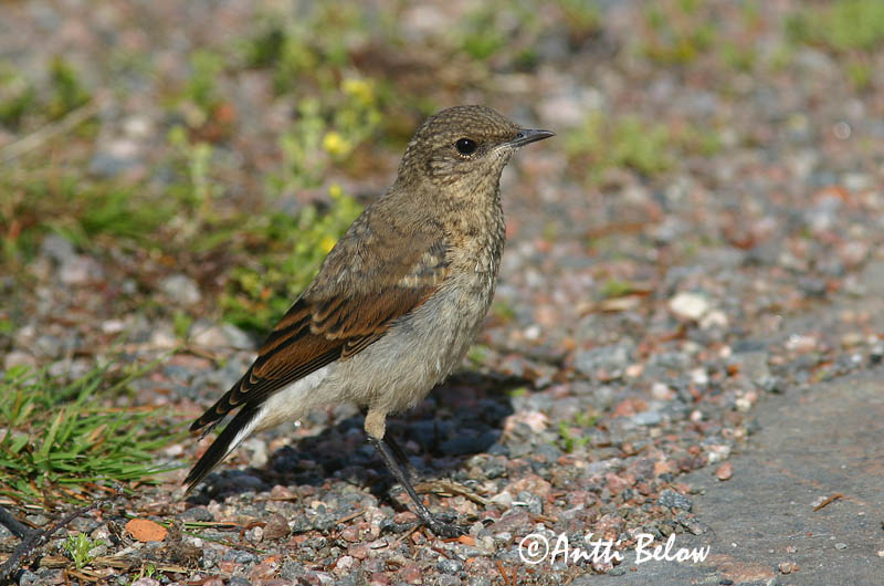 Avainsanat: Còlit gris Stenpikker Tapuit Northern Wheatear Kivitäks Kivitasku Traquet motteux Steinschmätzer Hantmadár Steindepill Culbianco Steinskvett Chasco-cinzento Oenanthe oenanthe Collalba Gris Stenskvätta