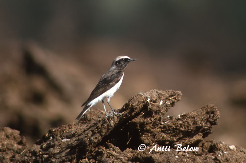 Avainsanat: Nonnestenpikker Bonte tapuit Pied Wheatear Nunnatasku Traquet pie Nonnensteinschmätzer Apáca hantmadár Nunnedepill Monachella dorsonero SvartstrupesteinskvettChasco-de-peito-preto Oenanthe pleschanka Collalba Pía Nunnestenskvätta