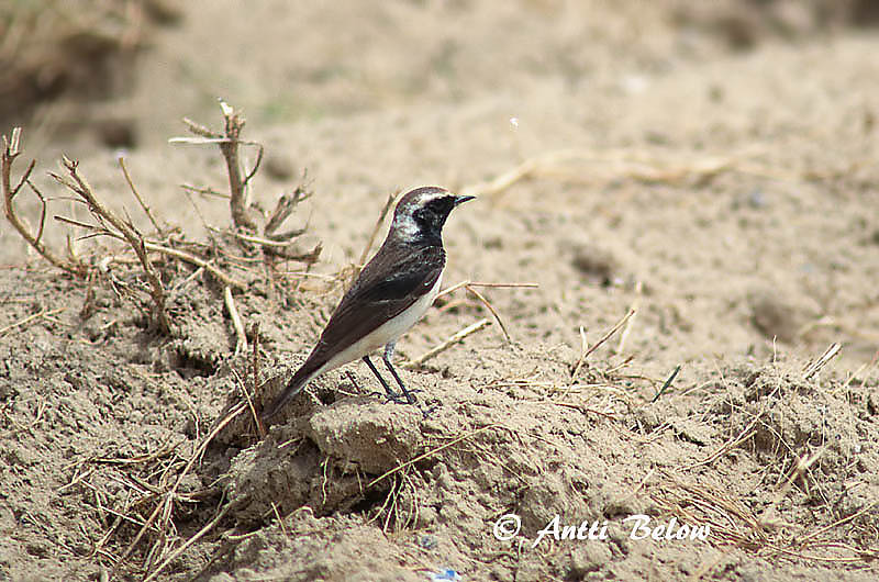Avainsanat: Nonnestenpikker Bonte tapuit Pied Wheatear Nunnatasku Traquet pie Nonnensteinschmätzer Apáca hantmadár Nunnedepill Monachella dorsonero SvartstrupesteinskvettChasco-de-peito-preto Oenanthe pleschanka Collalba Pía Nunnestenskvätta
