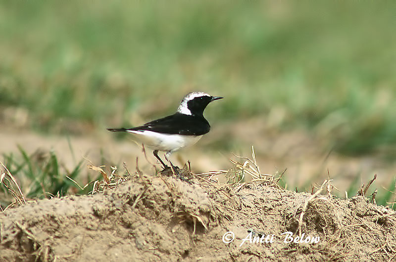Avainsanat: Nonnestenpikker Bonte tapuit Pied Wheatear Nunnatasku Traquet pie Nonnensteinschmätzer Apáca hantmadár Nunnedepill Monachella dorsonero SvartstrupesteinskvettChasco-de-peito-preto Oenanthe pleschanka Collalba Pía Nunnestenskvätta