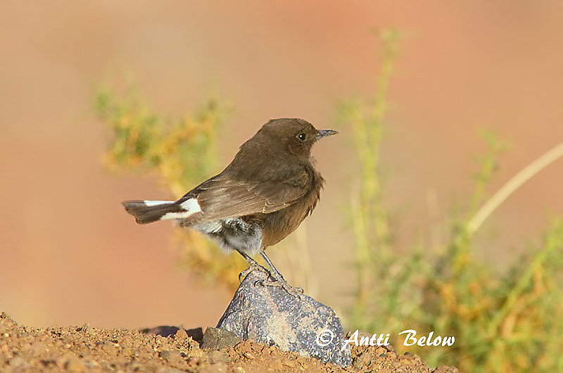 Avainsanat: Còlit negre Zwarte tapuit Black Wheatear Mustatasku Traquet rieur Trauersteinschmätzer Monachella nera Svartsteinskvett Oenanthe leucura Collalba Negra Svart stenskvätta
