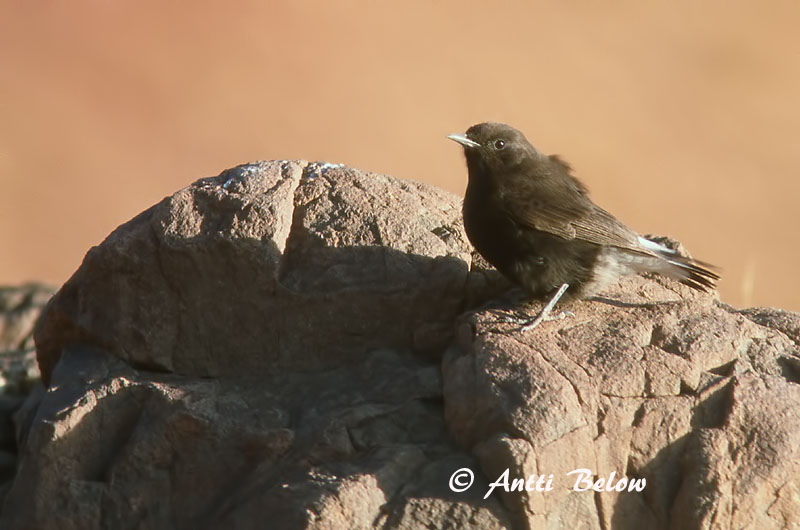 Avainsanat: Còlit negre Zwarte tapuit Black Wheatear Mustatasku Traquet rieur Trauersteinschmätzer Monachella nera Svartsteinskvett Oenanthe leucura Collalba Negra Svart stenskvätta