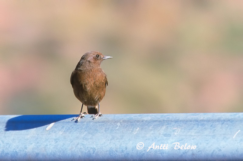 Avainsanat: Còlit negre Zwarte tapuit Black Wheatear Mustatasku Traquet rieur Trauersteinschmätzer Monachella nera Svartsteinskvett Oenanthe leucura Collalba Negra Svart stenskvätta