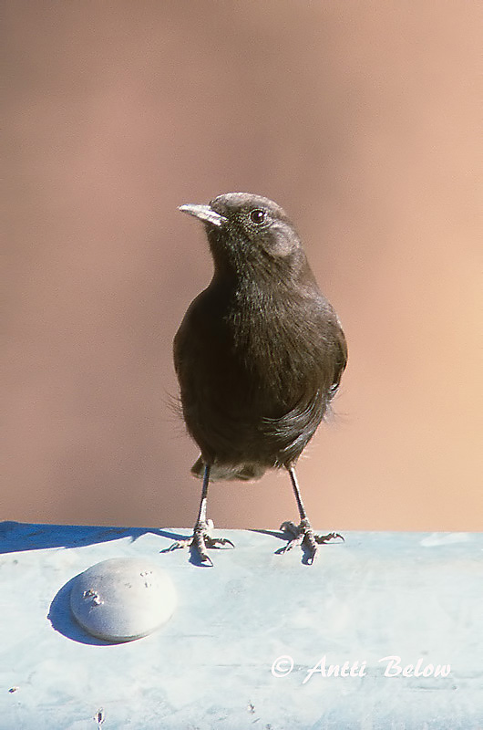 Avainsanat: Còlit negre Zwarte tapuit Black Wheatear Mustatasku Traquet rieur Trauersteinschmätzer Monachella nera Svartsteinskvett Oenanthe leucura Collalba Negra Svart stenskvätta