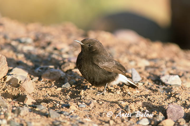 Avainsanat: Còlit negre Zwarte tapuit Black Wheatear Mustatasku Traquet rieur Trauersteinschmätzer Monachella nera Svartsteinskvett Oenanthe leucura Collalba Negra Svart stenskvätta