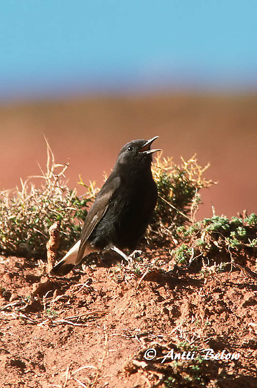 Avainsanat: Còlit negre Zwarte tapuit Black Wheatear Mustatasku Traquet rieur Trauersteinschmätzer Monachella nera Svartsteinskvett Oenanthe leucura Collalba Negra Svart stenskvätta