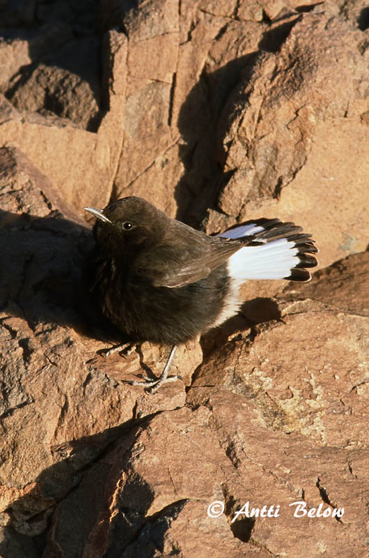 Avainsanat: Còlit negre Zwarte tapuit Black Wheatear Mustatasku Traquet rieur Trauersteinschmätzer Monachella nera Svartsteinskvett Oenanthe leucura Collalba Negra Svart stenskvätta