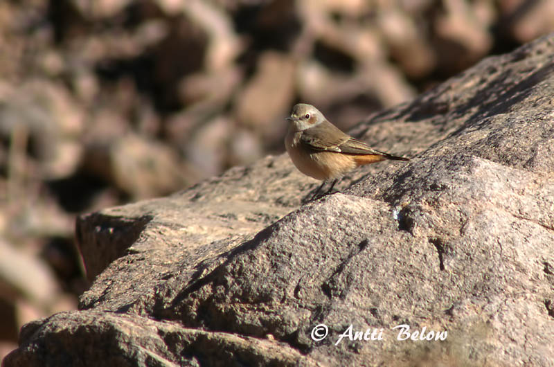 Avainsanat: Punaperätasku Roodstaarttapuit Red-tailed Wheatear Traquet à queue rousse Rostbürzel-Steinschmätzer Monachella codarossa Rødhalesteinskvett Oenanthe xanthoprymna Collalba Persa Persisk stenskvätta