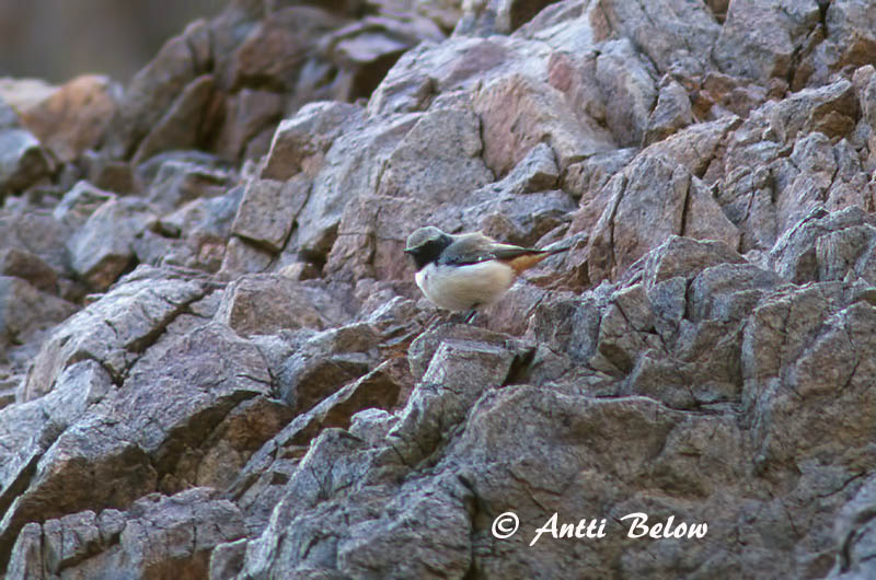 Avainsanat: Punaperätasku Roodstaarttapuit Red-tailed Wheatear Traquet à queue rousse Rostbürzel-Steinschmätzer Monachella codarossa Rødhalesteinskvett Oenanthe xanthoprymna Collalba Persa Persisk stenskvätta