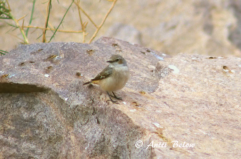 Avainsanat: Punaperätasku Roodstaarttapuit Red-tailed Wheatear Traquet à queue rousse Rostbürzel-Steinschmätzer Monachella codarossa Rødhalesteinskvett Oenanthe xanthoprymna Collalba Persa Persisk stenskvätta
