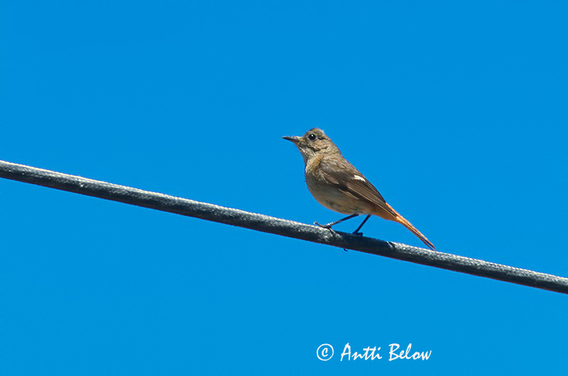 Avainsanat: Daurian Redstart Laaksoleppälintu Rougequeue aurore Phoenicurus auroreus Svartryggad rödstjärt