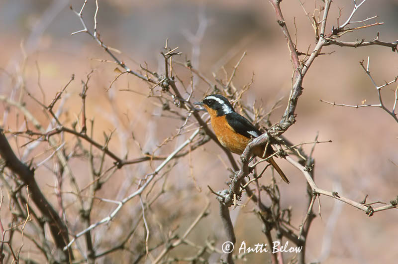 Avainsanat: Cotxa diademada Diadeemroodstaart Moussier's Redstart Rougequeue de Moussier Diademrotschwanz Diademrødstjert Phoenicurus moussieri Colirrojo Diademado Diademrödstjärt Sepelleppälintu