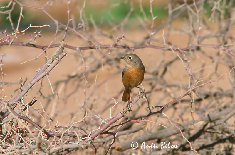 Avainsanat: Cotxa diademada Diadeemroodstaart Moussier's Redstart Rougequeue de Moussier Diademrotschwanz Diademrødstjert Phoenicurus moussieri Colirrojo Diademado Diademrödstjärt Sepelleppälintu