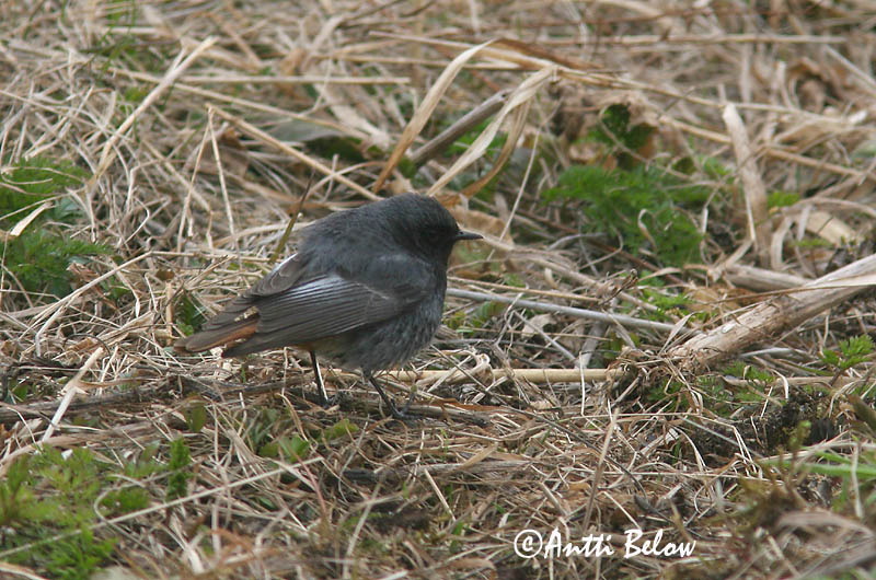Avainsanat: Cotxa fumada Husrødstjert Zwarte roodstaart Black Redstart Must-lepalind Mustaleppälintu Rougequeue noir Hausrotschwanz Házi rozsdafarkú Húsaskotta Svartrødstjert Rabirruivo-preto Phoenicurus ochruros Colirrojo Tizón Svart rödstjärt