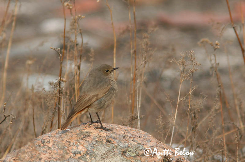 Avainsanat: Cotxa fumada Husrødstjert Zwarte roodstaart Black Redstart Must-lepalind Mustaleppälintu Rougequeue noir Hausrotschwanz Házi rozsdafarkú Húsaskotta Svartrødstjert Rabirruivo-preto Phoenicurus ochruros Colirrojo Tizón Svart rödstjärt