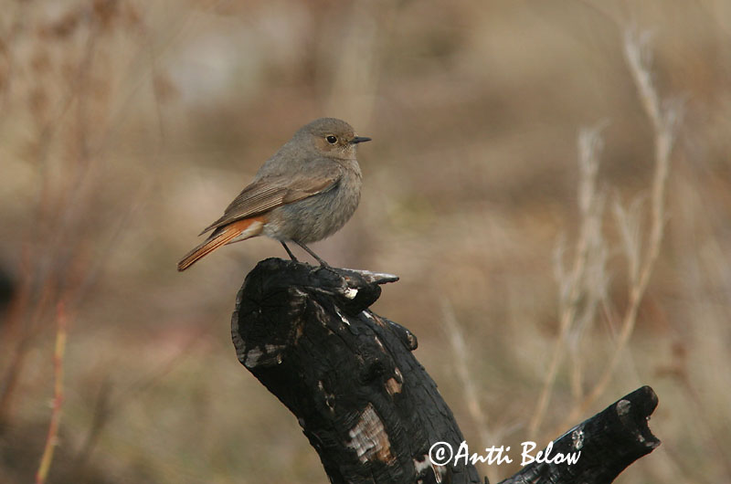 Avainsanat: Cotxa fumada Husrødstjert Zwarte roodstaart Black Redstart Must-lepalind Mustaleppälintu Rougequeue noir Hausrotschwanz Házi rozsdafarkú Húsaskotta Svartrødstjert Rabirruivo-preto Phoenicurus ochruros Colirrojo Tizón Svart rödstjärt