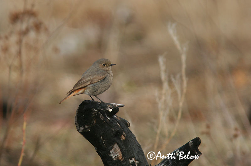 Avainsanat: Cotxa fumada Husrødstjert Zwarte roodstaart Black Redstart Must-lepalind Mustaleppälintu Rougequeue noir Hausrotschwanz Házi rozsdafarkú Húsaskotta Svartrødstjert Rabirruivo-preto Phoenicurus ochruros Colirrojo Tizón Svart rödstjärt