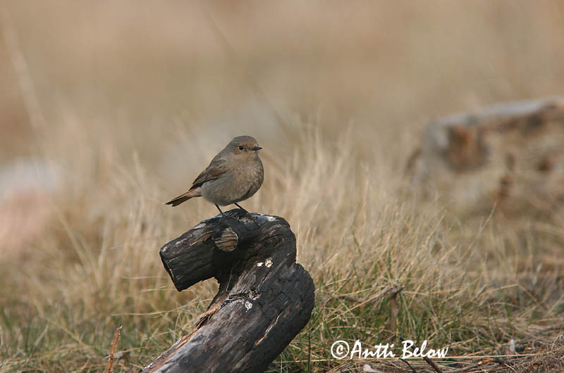 Avainsanat: Cotxa fumada Husrødstjert Zwarte roodstaart Black Redstart Must-lepalind Mustaleppälintu Rougequeue noir Hausrotschwanz Házi rozsdafarkú Húsaskotta Svartrødstjert Rabirruivo-preto Phoenicurus ochruros Colirrojo Tizón Svart rödstjärt