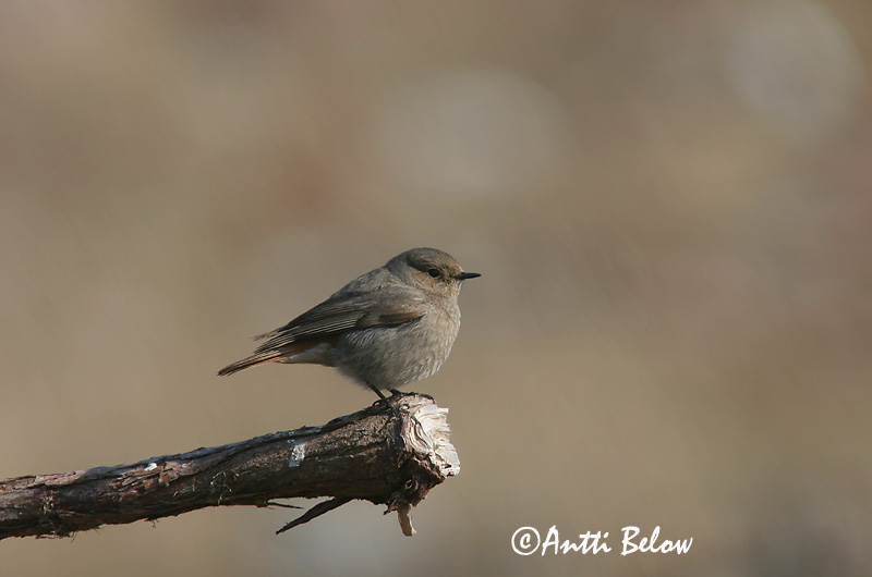Avainsanat: Cotxa fumada Husrødstjert Zwarte roodstaart Black Redstart Must-lepalind Mustaleppälintu Rougequeue noir Hausrotschwanz Házi rozsdafarkú Húsaskotta Svartrødstjert Rabirruivo-preto Phoenicurus ochruros Colirrojo Tizón Svart rödstjärt