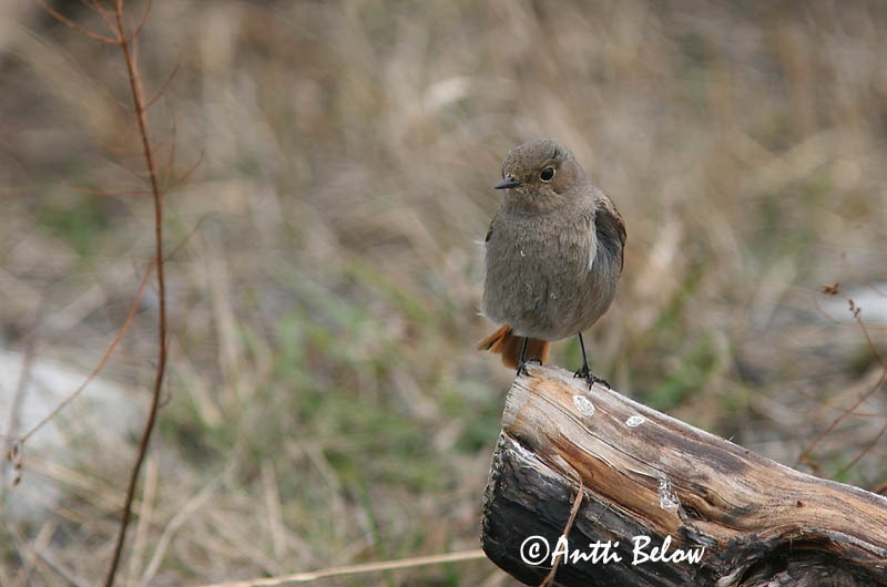 Avainsanat: Cotxa fumada Husrødstjert Zwarte roodstaart Black Redstart Must-lepalind Mustaleppälintu Rougequeue noir Hausrotschwanz Házi rozsdafarkú Húsaskotta Svartrødstjert Rabirruivo-preto Phoenicurus ochruros Colirrojo Tizón Svart rödstjärt