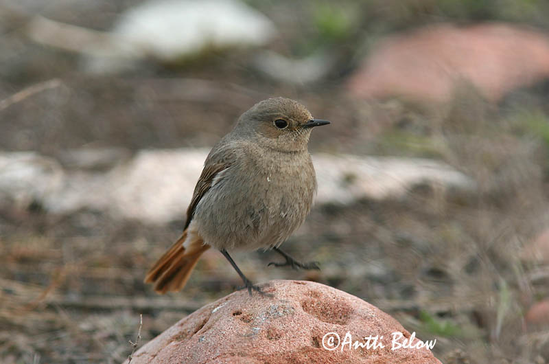 Avainsanat: Cotxa fumada Husrødstjert Zwarte roodstaart Black Redstart Must-lepalind Mustaleppälintu Rougequeue noir Hausrotschwanz Házi rozsdafarkú Húsaskotta Svartrødstjert Rabirruivo-preto Phoenicurus ochruros Colirrojo Tizón Svart rödstjärt