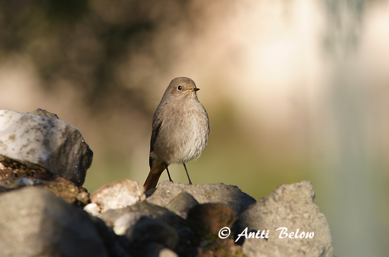 Avainsanat: Cotxa fumada Husrødstjert Zwarte roodstaart Black Redstart Must-lepalind Mustaleppälintu Rougequeue noir Hausrotschwanz Házi rozsdafarkú Húsaskotta Svartrødstjert Rabirruivo-preto Phoenicurus ochruros Colirrojo Tizón Svart rödstjärt