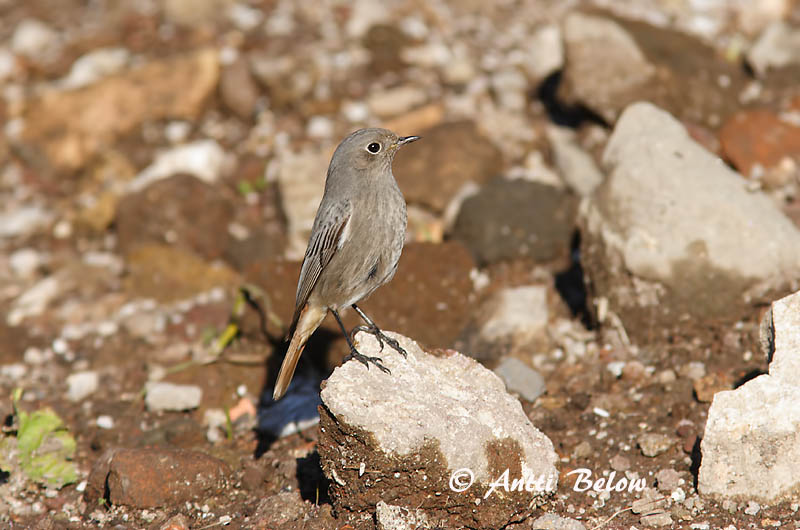 Avainsanat: Cotxa fumada Husrødstjert Zwarte roodstaart Black Redstart Must-lepalind Mustaleppälintu Rougequeue noir Hausrotschwanz Házi rozsdafarkú Húsaskotta Svartrødstjert Rabirruivo-preto Phoenicurus ochruros Colirrojo Tizón Svart rödstjärt