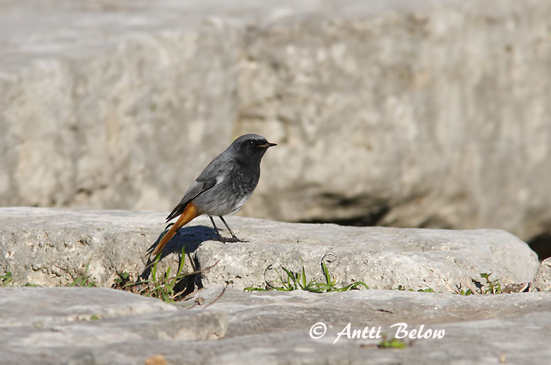 Avainsanat: Cotxa fumada Husrødstjert Zwarte roodstaart Black Redstart Must-lepalind Mustaleppälintu Rougequeue noir Hausrotschwanz Házi rozsdafarkú Húsaskotta Svartrødstjert Rabirruivo-preto Phoenicurus ochruros Colirrojo Tizón Svart rödstjärt