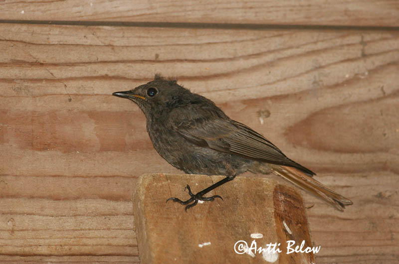 Avainsanat: Cotxa fumada Husrødstjert Zwarte roodstaart Black Redstart Must-lepalind Mustaleppälintu Rougequeue noir Hausrotschwanz Házi rozsdafarkú Húsaskotta Svartrødstjert Rabirruivo-preto Phoenicurus ochruros Colirrojo Tizón Svart rödstjärt