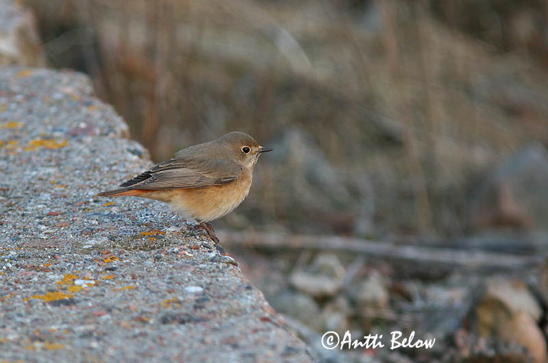 Avainsanat: Cotxa cua-roja Rødstjert Gekraagde roodstaart Common Redstart Lepalind Leppälintu Rougequeue à front blanc Gartenrotschwanz Kerti rozsdafarkú Garðaskotta Rødstjert Rabirruivo-de-testa-branca Phoenicurus phoenicurus Colirrojo Real Rödstjärt