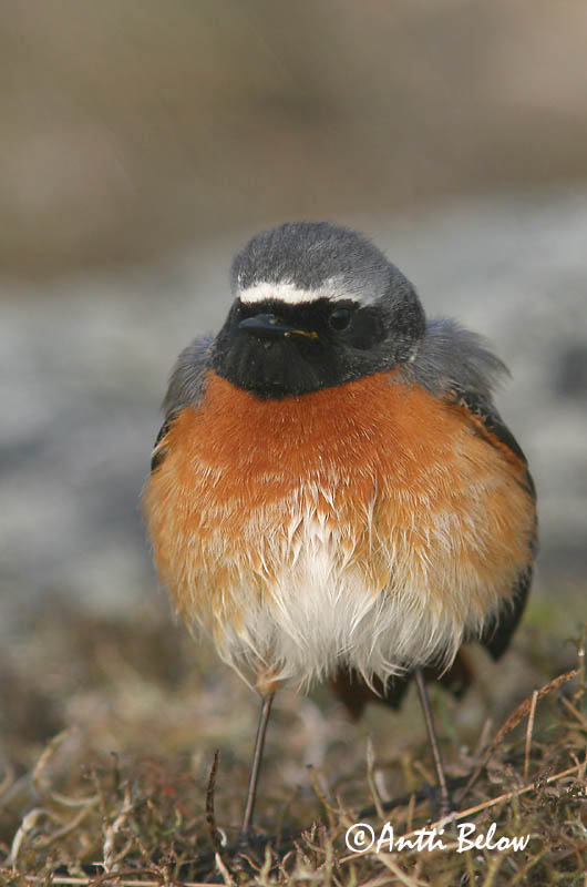 Avainsanat: Cotxa cua-roja Rødstjert Gekraagde roodstaart Common Redstart Lepalind Leppälintu Rougequeue à front blanc Gartenrotschwanz Kerti rozsdafarkú Garðaskotta Rødstjert Rabirruivo-de-testa-branca Phoenicurus phoenicurus Colirrojo Real Rödstjärt